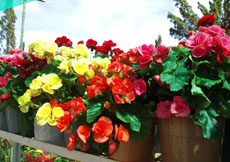 Floral street festival to open in Hanoi