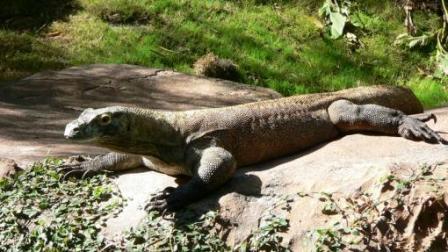 Komodo