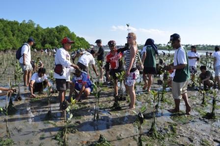 Tourists are planting mangroves
